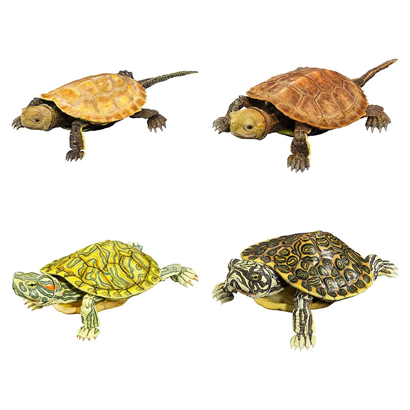 Bandai Biologische Enzyklopädie Gashapon Schildkröte, Modell Tiere - Bild 4