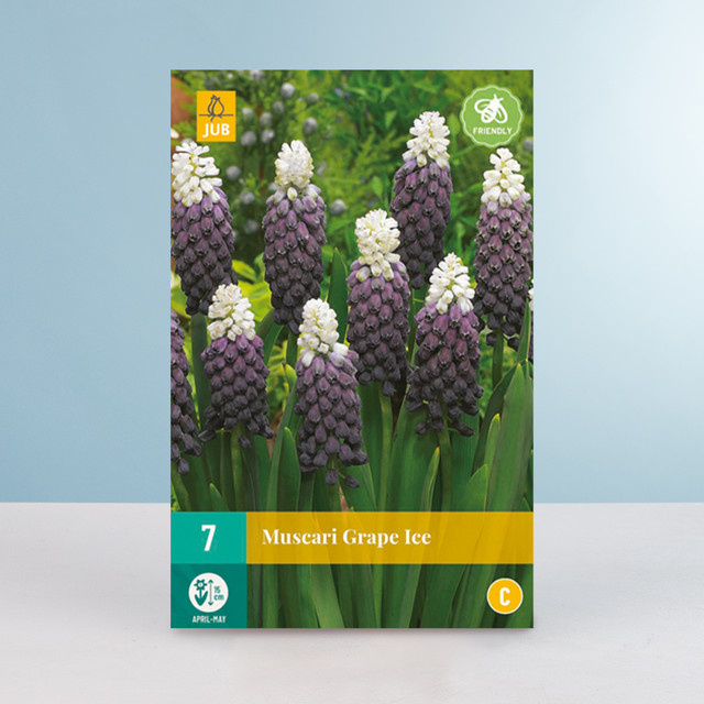 Traubenhyazinthe Grape Ice BLUME2000 Blumenzwiebeln mit 7 Zwiebeln - Bild 1