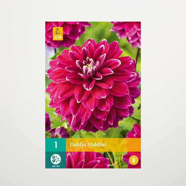 Schmuckdahlie Maldini Knolle von BLUME2000 für Beete, Balkon und Terrasse - Bild 1