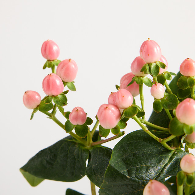Blume2000 Hypericum Pink Single Stem - Bild 1