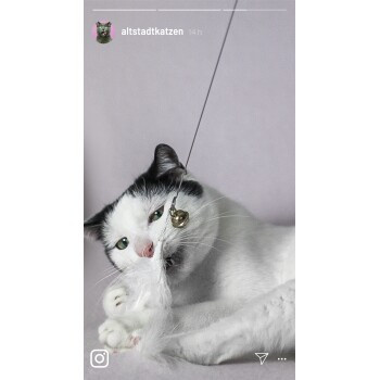 Kater Kasimir Katzenangel-Set, mit 4 handgemachten Anhängern aus Naturmaterial - Bild 2