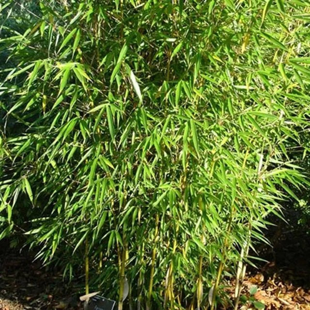 Arborix Heckenbambus Fargesia robusta, immergrün, grün, Höhe: 60 bis 80 cm - Bild 1