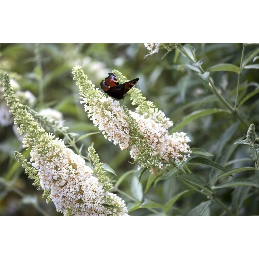 Buddleja Schmetterlingsstrauch White Profusion von Pflanzen für dich, Höhe: 80-100 cm - Bild 2