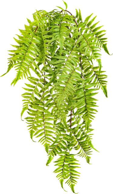 Künstliche Hängepflanze Aplanta Osmundastrum Bernd, Höhe: 60 cm - Bild 1