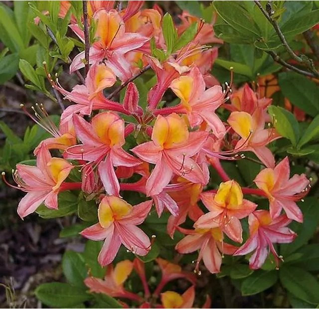 Azalee Josephine Klinger Rhododendron luteum Alpenrose Gartenpflanze 30-40 cm - Bild 1