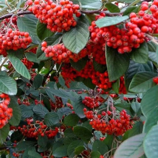 Arborix Fruchtmispel Cotoneaster Acteus als immergrüner Zierstrauch für den Außenbereich, Höhe: 60 bis 80 cm - Bild 1