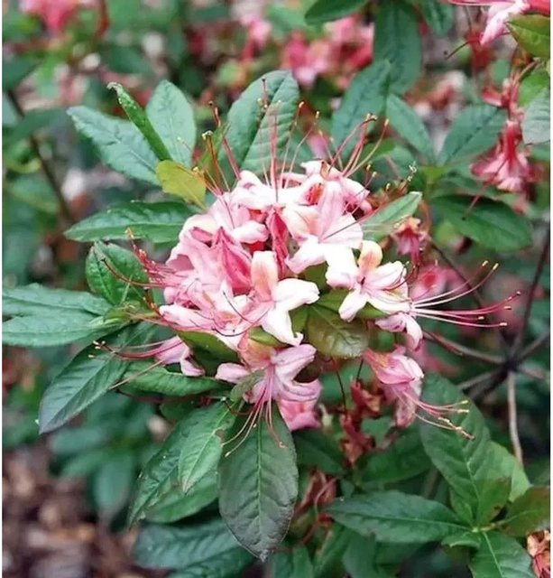 Rhododendron Lollipop Rhododendron viscosum Strauch für den Garten, Höhe: 40-50 cm - Bild 1