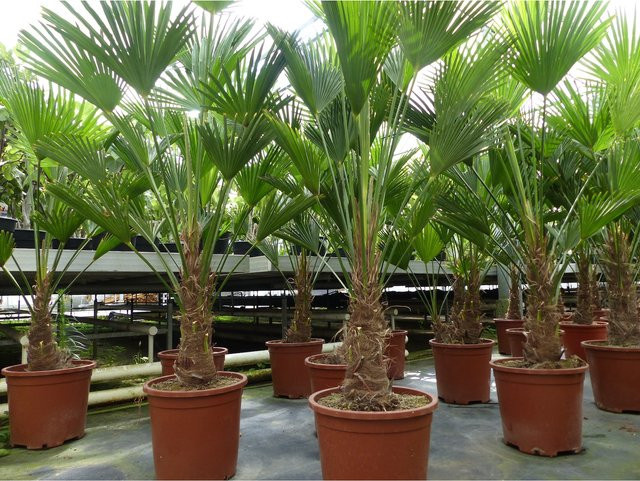 Winterharte Hanfpalme Trachycarpus Wagnerianus in Grün, Höhe: 150 - 180 cm - Bild 1