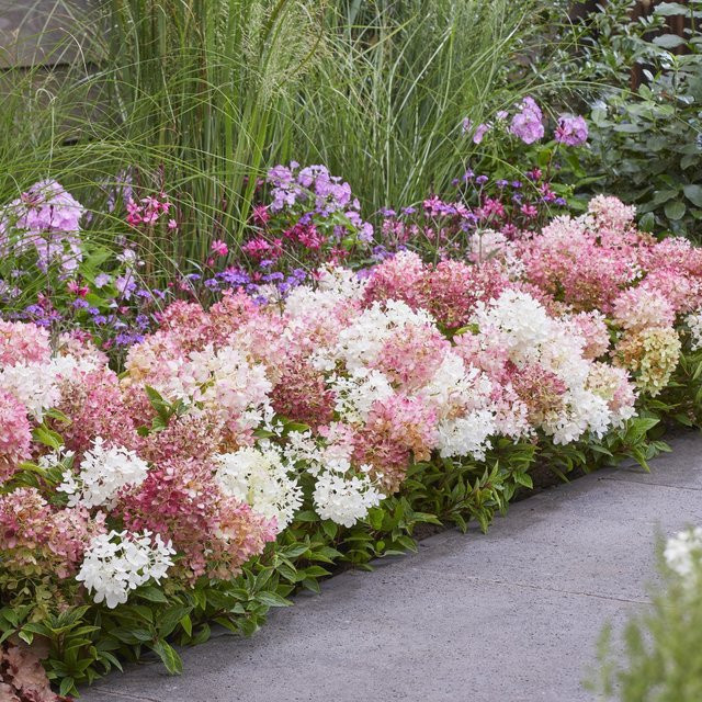 Rispenhortensie Groundbreaker Blush 4 Pflanzen rosa Bodendecker - Bild 1