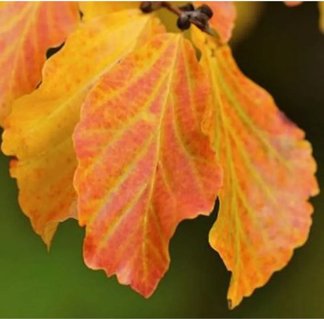 Eisenholzbaum Vanessa Parrotia persica für deinen Garten, Höhe: 125-150 cm - Bild 1