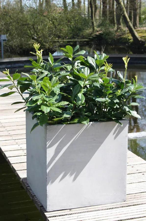 Pflanzkübel Aplanta in Grau im Beton-Design, B/T/H: 60 x 60 x 60 cm - Bild 5