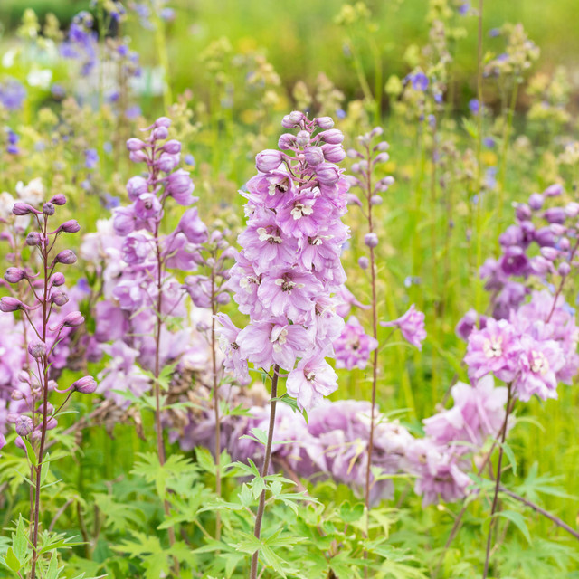 BIO Rittersporn Astolat Delphinium Stauden von BLUME2000, 3 Stück - Bild 1