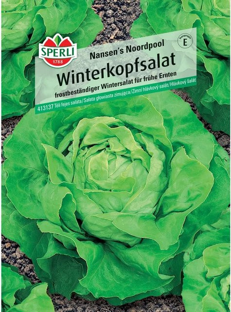 Sperli Winterkopfsalat Nansen's Noordpool Gemüsesaat - Bild 1