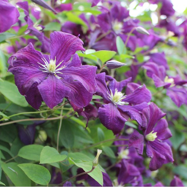 Clematis Polish Spirit Kletterpflanze in Violett als Sommerblüher - Bild 1