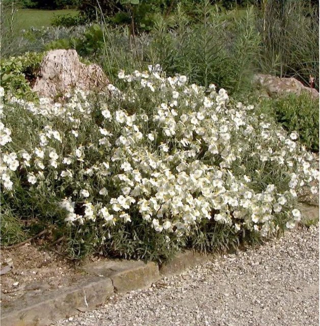 Helianthemum apenninum Apenninen-Sonnenröschen Weiß als winterharte Staude im Topf - Bild 1