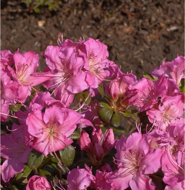 Japanische Azalee Kirstin Rhododendron obtusum in Pink, Topfpflanze 25-30 cm - Bild 1