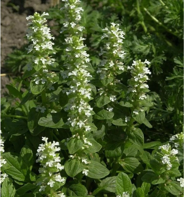 Kriechender Günsel Sanne Ajuga reptans Bodendecker in Weiß und Grün von Nr-01.de - Bild 1
