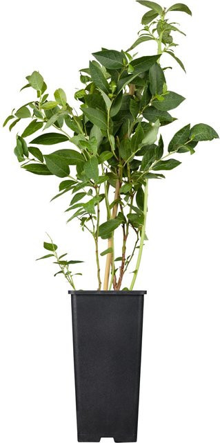 Heidelbeere Bluecrop Vaccinium corymbosum als Beerenstrauch im Topf, Höhe: 20 - 30 cm - Bild 1