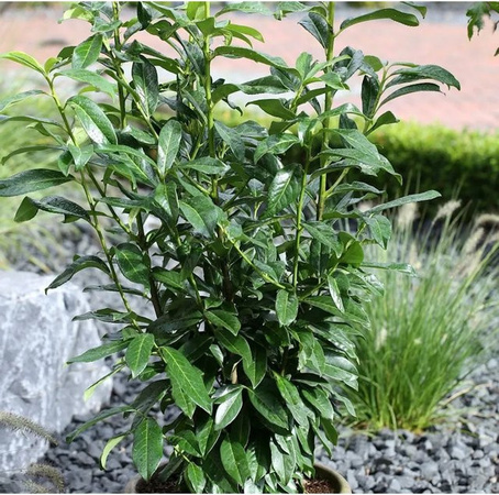 Kirschlorbeer Prunus laurocerasus Antonius als grünes Heckengewächs von Die Nr-01.de (40-60 cm)
