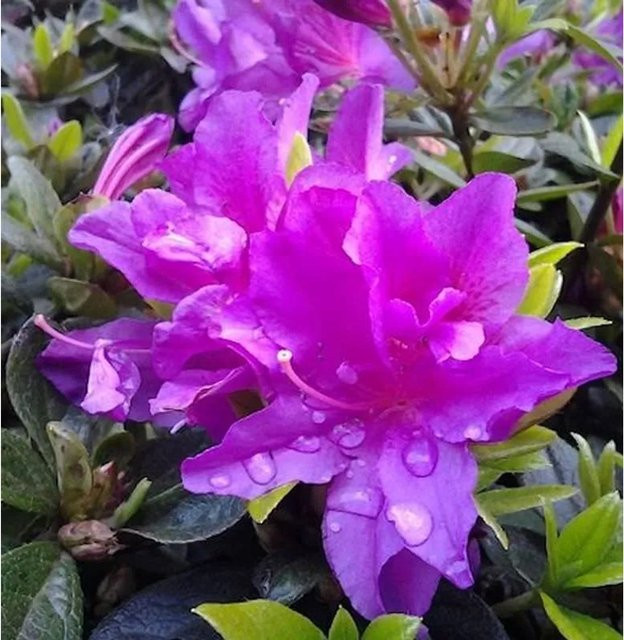 Kriechende Immergrüne Zwerg Azalee Galapagos Rhododendron nakaharai als Bodendecker von Nr-01.de - Bild 1