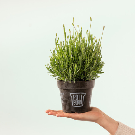 Pottburri Lavendel Lavandula angustifolia Topfpflanze für Balkon und Garten, 3 Stück