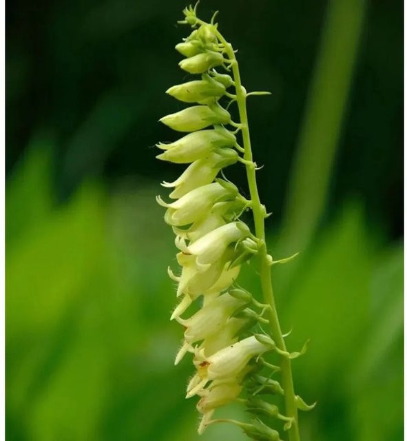 Gelber Fingerhut Digitalis lutea als gelbe Staude für den Garten und Naturgarten - Bild 1