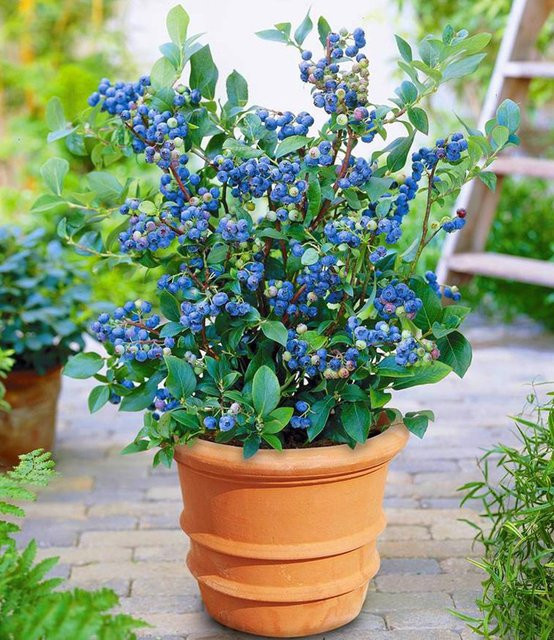 Heidelbeere Blue Parfait im Topf - Bild 1