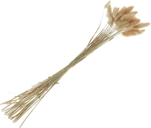 Lagurus getrocknete Pflanzen in Beige als Naturmaterial für die Herbstdekoration