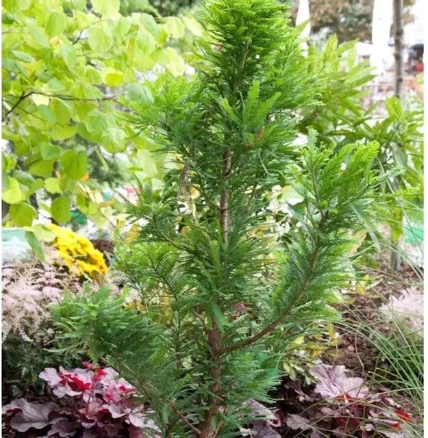 Zwerg Sumpfzypresse Taxodium distichum von Nr-01.de, grüne Konifere für den Garten und feuchte Lagen, Höhe: 40-60 cm - Bild 1