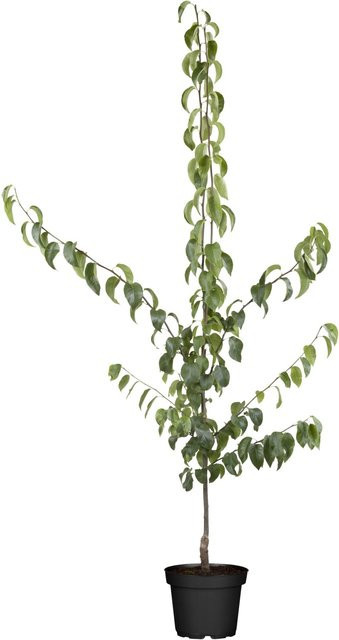 GROW by OBI Bio Nashi-Birne Kumoi Obstbaum im Topf, Höhe: 120-140 cm, Farbe: Braun/Grün - Bild 1