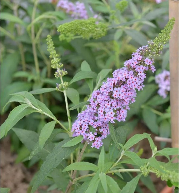 Buddleja Schmetterlingsstrauch in Violett, 30-40 cm Höhe - Bild 1