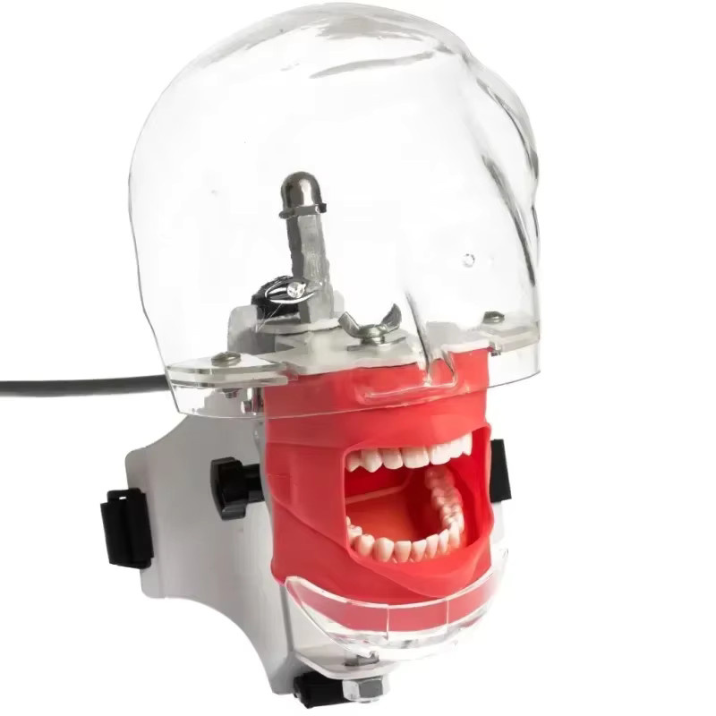 SKATTOOTH Dental Phantom Kopf Modell, 10-teiliges Set, Zahnarzt Lehre Ausbildung Apparatu Dental Simulator - Bild 2