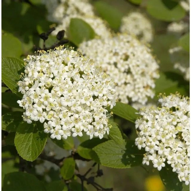Viburnum Wolliger Schneeball Heckenpflanze von Nr-01.de, Höhe: 100-125 cm - Bild 1