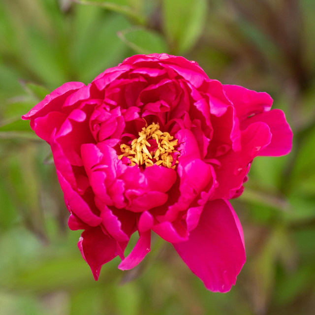 BLUME2000 Strauchpfingstrose Paeonia suffruticosa in Pink - Bild 1