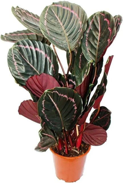Exotenherz Calathea Dottie Schattenpflanze mit ausgefallenem Blattmuster in Schwarz, Pink und Grün, Höhe: 60 cm, Topf-Durchmesser: 17 cm - Bild 1