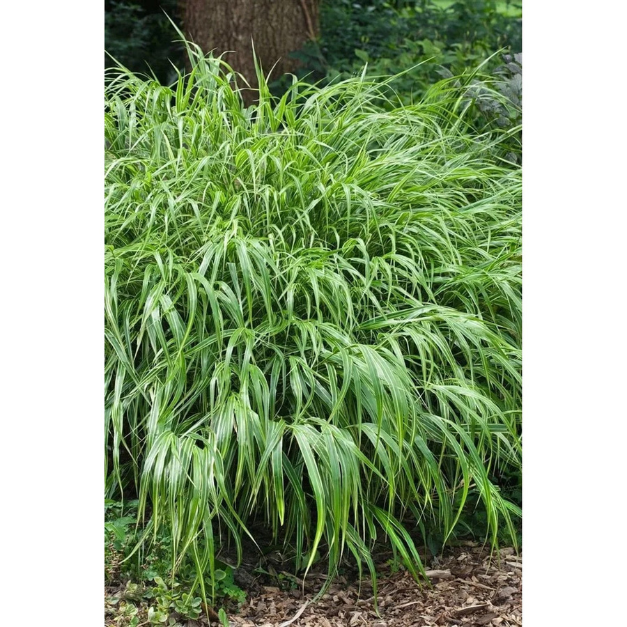 Hakonechloa Macra Greenhills Japanisches Berggras im Topf (11 x 11 cm) - Bild 2