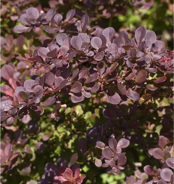 Rote Heckenbeberitze Berberis thunbergii Atropurpurea als Heckenpflanze in Rot und Purpur - Bild 1