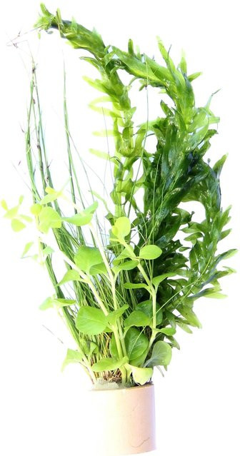 Dennerle Plants Kaltwasser Mix Aquariumpflanzen und Teichpflanzen in Grün - Bild 1
