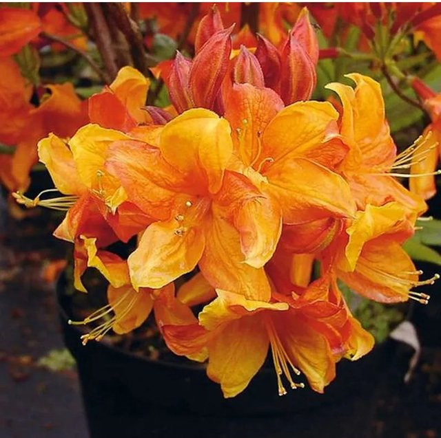 Azalee Sunny Boy Rhododendron luteum Alpenrose, Höhe: 40-50 cm - Bild 1