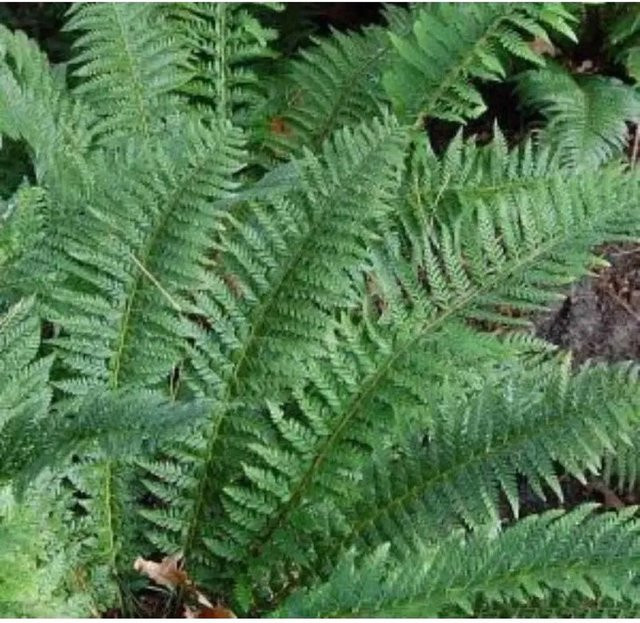 Glanzschildfarn Polystichum aculeatum grüne Gartenpflanze für Steingärten und Naturgärten - Bild 1