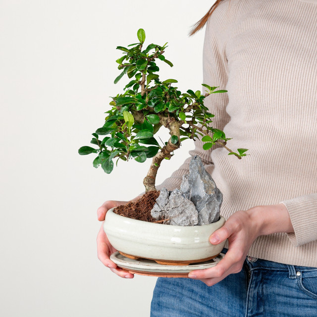 BLUME2000 Funkientee Bonsai Landscape in Grün, Tischdeko mit Höhe: 30,0 cm, Breite: 25,0 cm, Tiefe: 1,0 cm - Bild 1