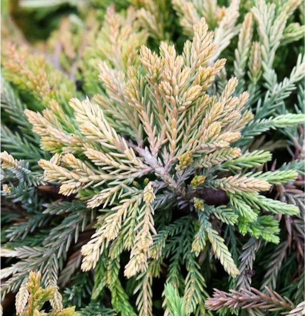 Kriechwacholder Golden Carpet Juniperus horizontalis Bodendecker in Gelb und Grün von Nr-01.de - Bild 1