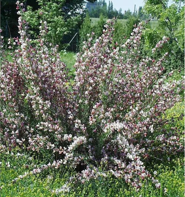 Edelginster Moyclare Pink Cytisus scoparius Strauch in Pink - Bild 1