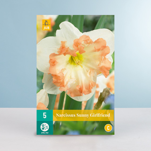 Schmetterlings-Narzisse Sunny Girlfriend von BLUME2000, 5 Zwiebeln - Bild 1