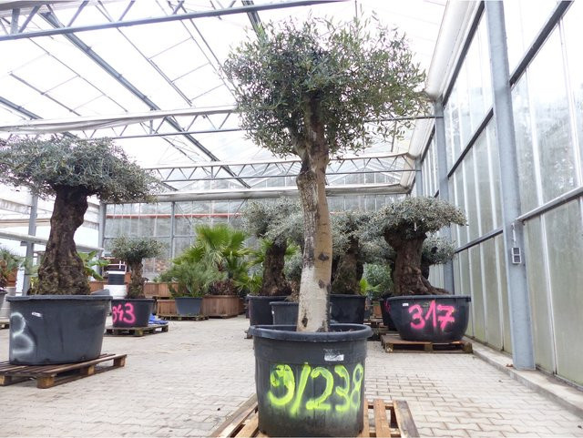 Winterharte Olive Olea Europaea von Grünwaren, knorriger alter Olivenbaum, Höhe: 210 cm - Bild 1