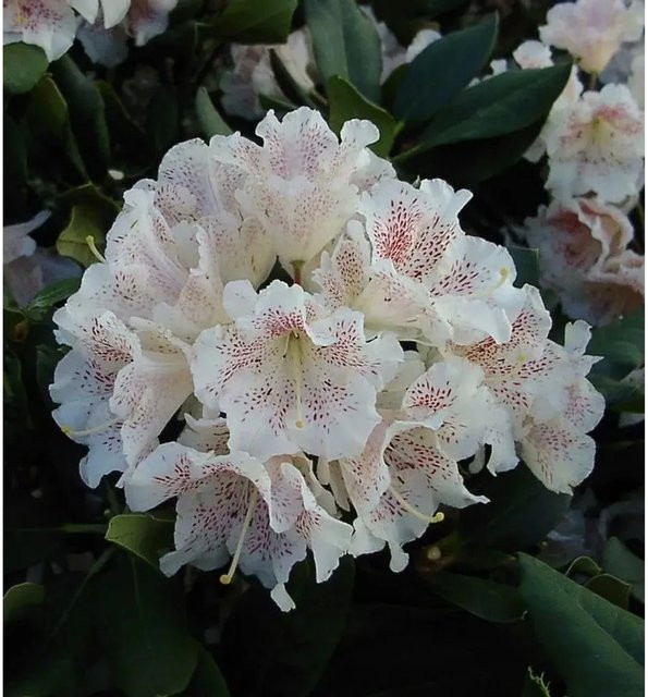 Großblumiger Rhododendron Double Dots Alpenrose von Nr-01.de - Bild 1
