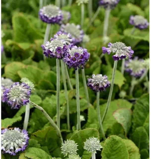 Primula capitata Kopf Primel Noverna Deep Blue Blau - Bild 1