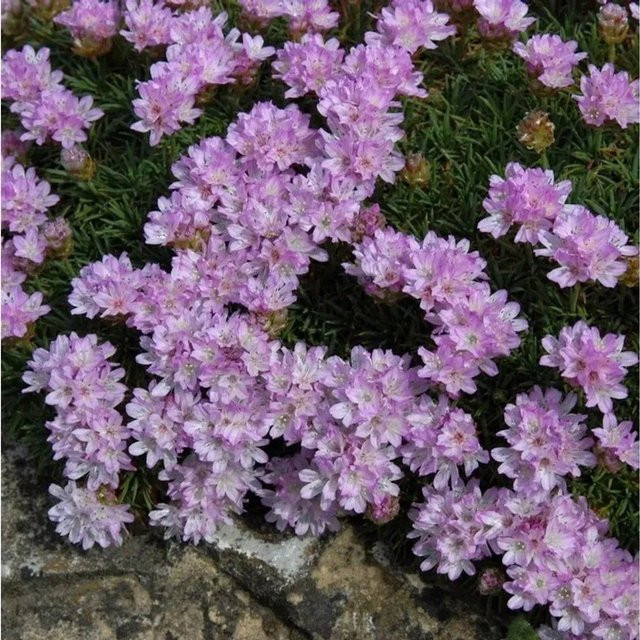 Armeria caespitosa Grasnelke pink als mehrjährige Pflanze für den Steingarten von Nr-01.de - Bild 1