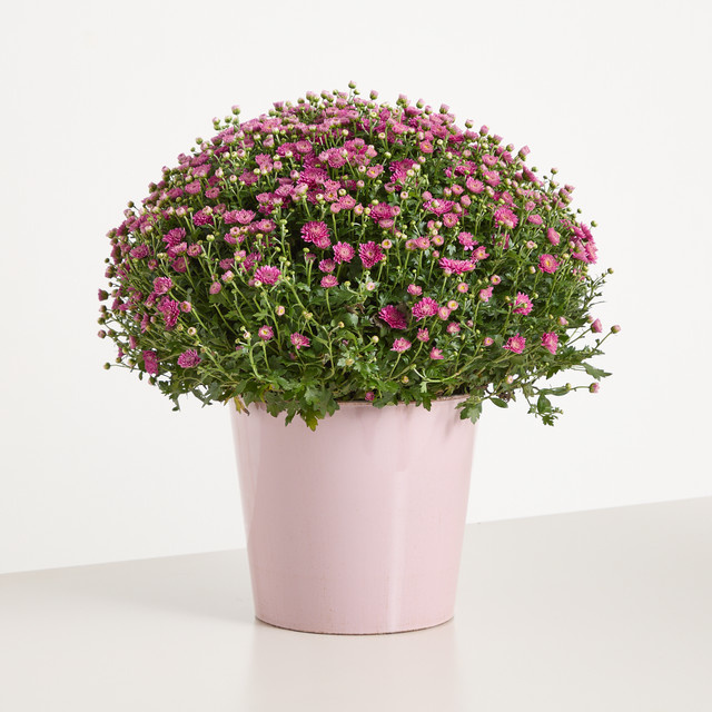Chrysanthemum BLUME2000 Zierstrauch in Pink für Balkon und Terrasse - Bild 1