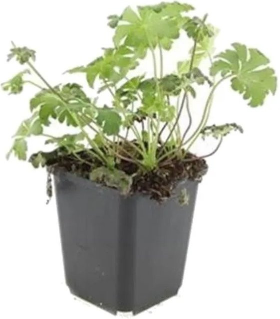 Exotenherz Set mit 6 Schnee Storchschnabel Geranium Sanguineum Album Bodendecker in 9cm Töpfen, weiß und grün - Bild 1